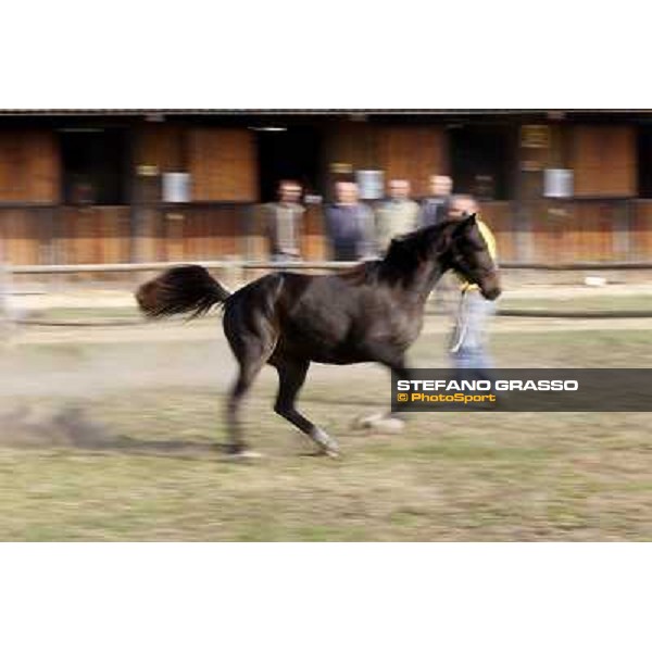 Anact - Selected trotting Yearlings Sale Settimo Milanese (MI) - 17-18th oct.2011 ph.Stefano Grasso