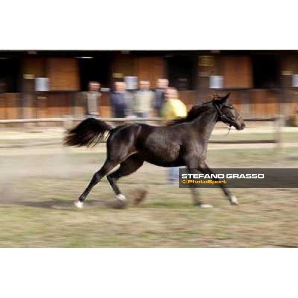 Anact - Selected trotting Yearlings Sale Settimo Milanese (MI) - 17-18th oct.2011 ph.Stefano Grasso