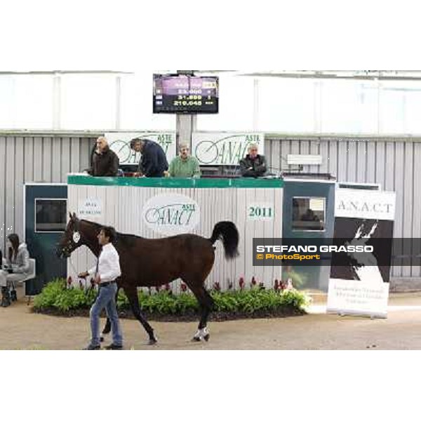 Anact - Selected trotting Yearlings Sale Settimo Milanese (MI) - 17-18th oct.2011 ph.Stefano Grasso
