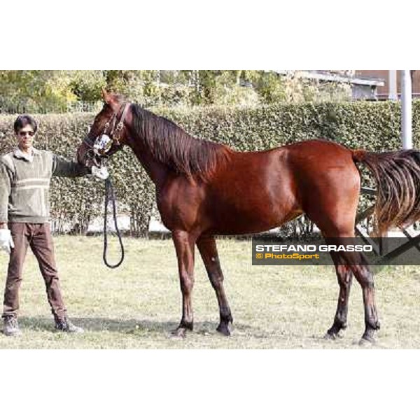 Anact - Selected trotting Yearlings Sale Settimo Milanese (MI) - 17-18th oct.2011 ph.Stefano Grasso