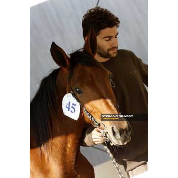Anact - Selected trotting Yearlings Sale Settimo Milanese (MI) - 17-18th oct.2011 ph.Stefano Grasso