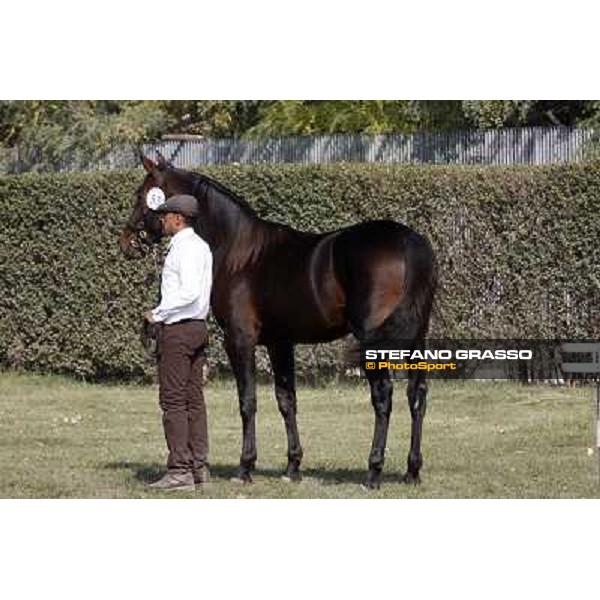 Anact - Selected trotting Yearlings Sale Settimo Milanese (MI) - 17-18th oct.2011 ph.Stefano Grasso