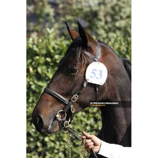 Anact - Selected trotting Yearlings Sale Settimo Milanese (MI) - 17-18th oct.2011 ph.Stefano Grasso