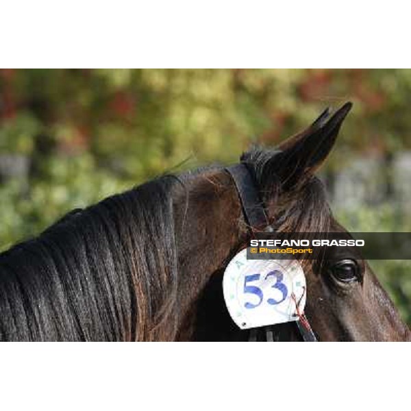 Anact - Selected trotting Yearlings Sale Settimo Milanese (MI) - 17-18th oct.2011 ph.Stefano Grasso