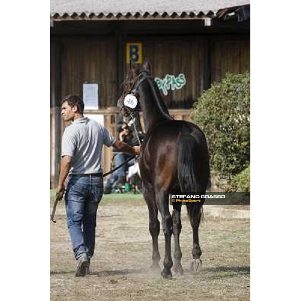 Anact - Selected trotting Yearlings Sale Settimo Milanese (MI) - 17-18th oct.2011 ph.Stefano Grasso