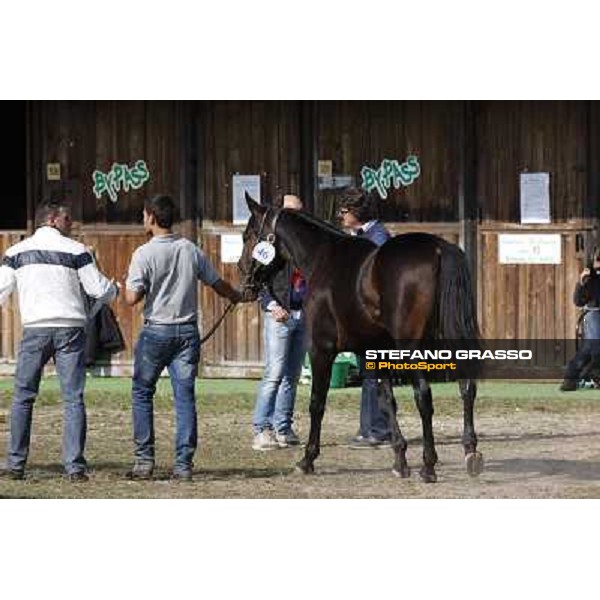 Anact - Selected trotting Yearlings Sale Settimo Milanese (MI) - 17-18th oct.2011 ph.Stefano Grasso