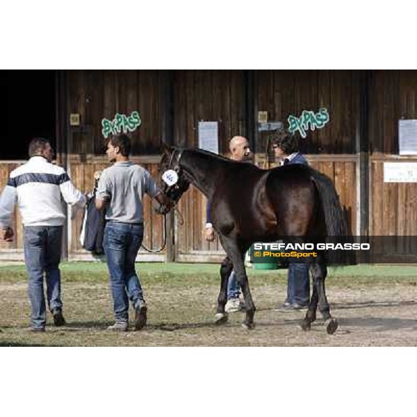 Anact - Selected trotting Yearlings Sale Settimo Milanese (MI) - 17-18th oct.2011 ph.Stefano Grasso