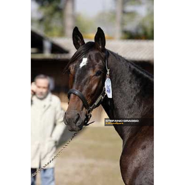 Anact - Selected trotting Yearlings Sale Settimo Milanese (MI) - 17-18th oct.2011 ph.Stefano Grasso
