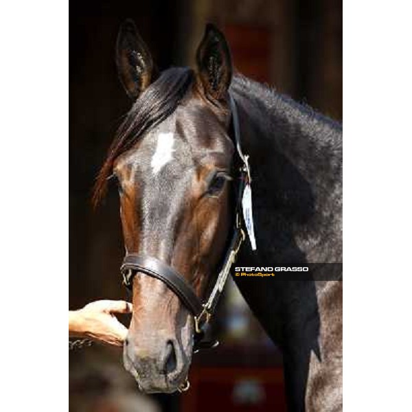 Anact - Selected trotting Yearlings Sale Settimo Milanese (MI) - 17-18th oct.2011 ph.Stefano Grasso