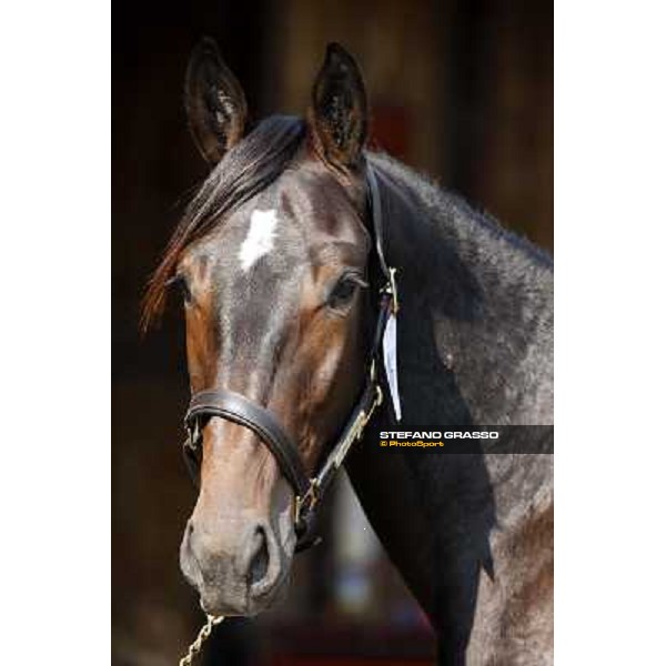 Anact - Selected trotting Yearlings Sale Settimo Milanese (MI) - 17-18th oct.2011 ph.Stefano Grasso