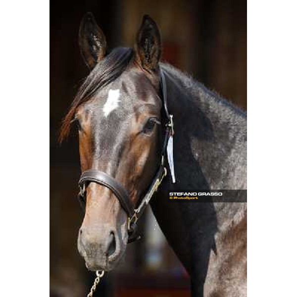 Anact - Selected trotting Yearlings Sale Settimo Milanese (MI) - 17-18th oct.2011 ph.Stefano Grasso