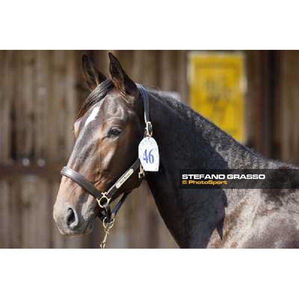 Anact - Selected trotting Yearlings Sale Settimo Milanese (MI) - 17-18th oct.2011 ph.Stefano Grasso