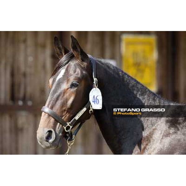 Anact - Selected trotting Yearlings Sale Settimo Milanese (MI) - 17-18th oct.2011 ph.Stefano Grasso