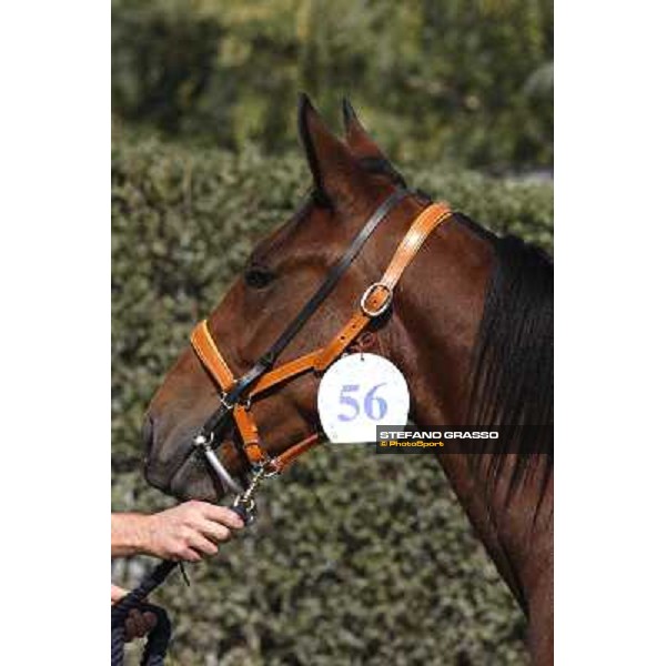 Anact - Selected trotting Yearlings Sale Settimo Milanese (MI) - 17-18th oct.2011 ph.Stefano Grasso