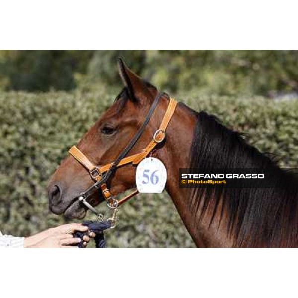 Anact - Selected trotting Yearlings Sale Settimo Milanese (MI) - 17-18th oct.2011 ph.Stefano Grasso