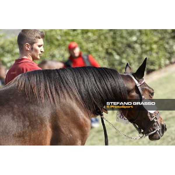 Anact - Selected trotting Yearlings Sale Settimo Milanese (MI) - 17-18th oct.2011 ph.Stefano Grasso