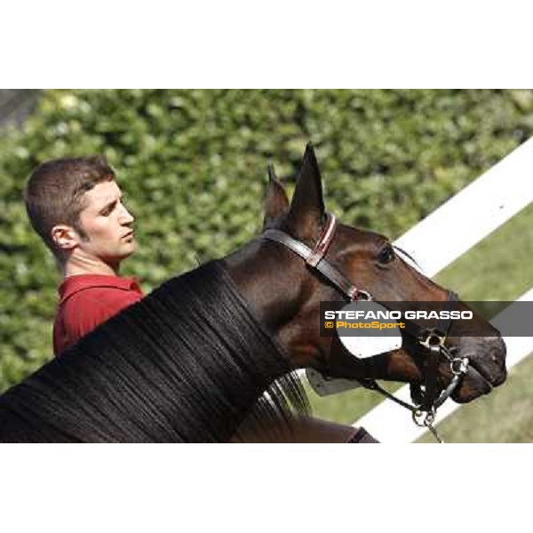 Anact - Selected trotting Yearlings Sale Settimo Milanese (MI) - 17-18th oct.2011 ph.Stefano Grasso