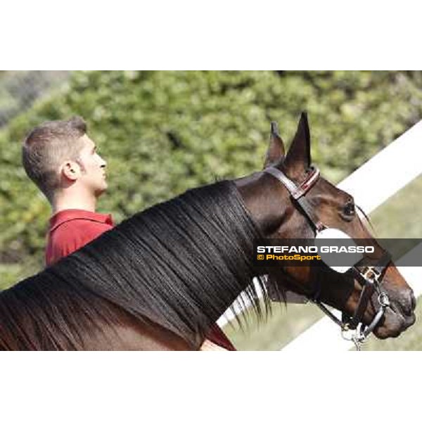 Anact - Selected trotting Yearlings Sale Settimo Milanese (MI) - 17-18th oct.2011 ph.Stefano Grasso