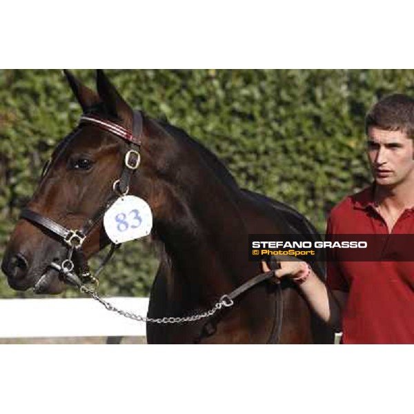 Anact - Selected trotting Yearlings Sale Settimo Milanese (MI) - 17-18th oct.2011 ph.Stefano Grasso