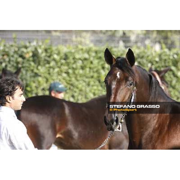Anact - Selected trotting Yearlings Sale Settimo Milanese (MI) - 17-18th oct.2011 ph.Stefano Grasso