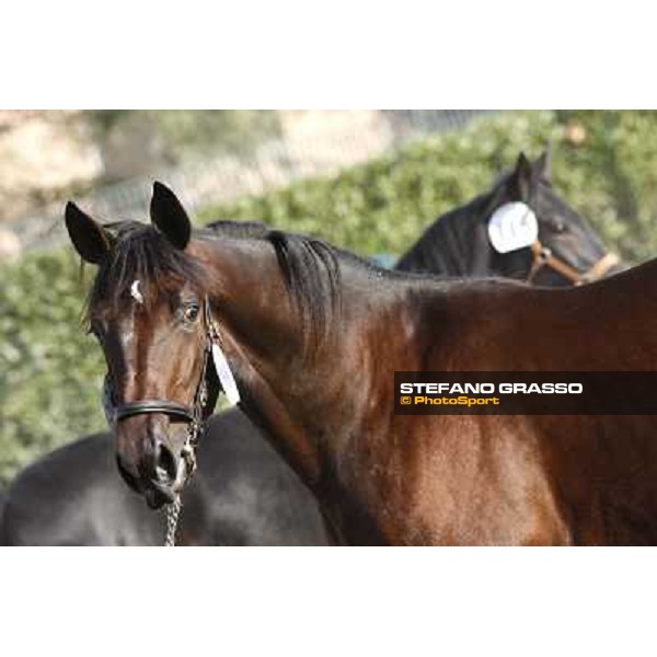Anact - Selected trotting Yearlings Sale Settimo Milanese (MI) - 17-18th oct.2011 ph.Stefano Grasso