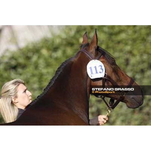 Anact - Selected trotting Yearlings Sale Settimo Milanese (MI) - 17-18th oct.2011 ph.Stefano Grasso