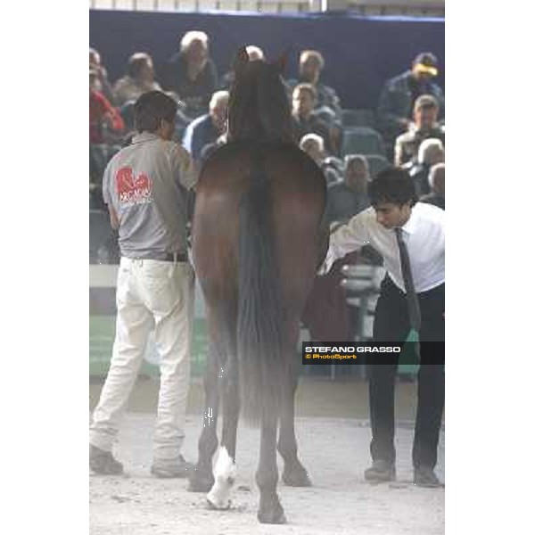 Anact - Selected trotting Yearlings Sale Settimo Milanese (MI) - 17-18th oct.2011 ph.Stefano Grasso