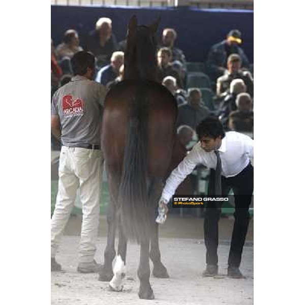 Anact - Selected trotting Yearlings Sale Settimo Milanese (MI) - 17-18th oct.2011 ph.Stefano Grasso