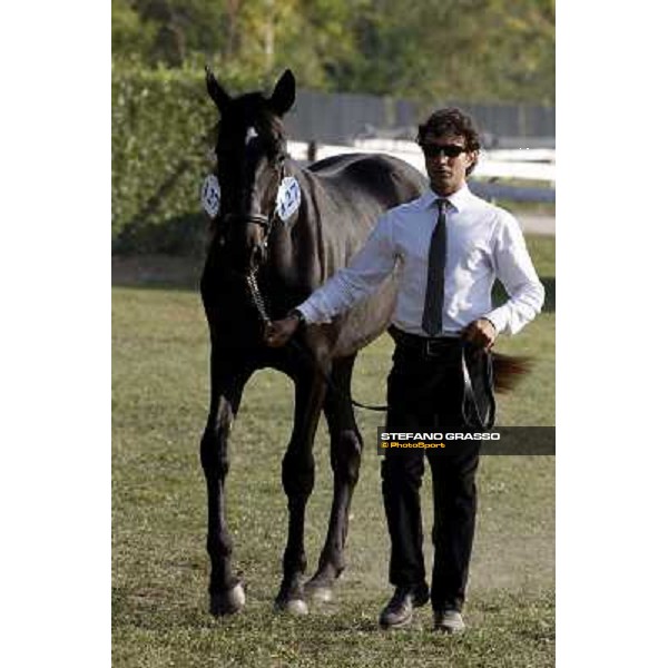 Anact - Selected trotting Yearlings Sale Settimo Milanese (MI) - 17-18th oct.2011 ph.Stefano Grasso