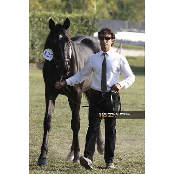 Anact - Selected trotting Yearlings Sale Settimo Milanese (MI) - 17-18th oct.2011 ph.Stefano Grasso