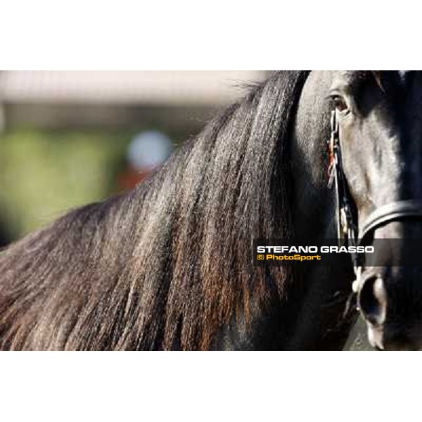 Anact - Selected trotting Yearlings Sale Settimo Milanese (MI) - 17-18th oct.2011 ph.Stefano Grasso