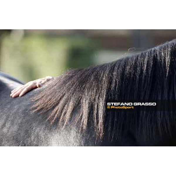 Anact - Selected trotting Yearlings Sale Settimo Milanese (MI) - 17-18th oct.2011 ph.Stefano Grasso