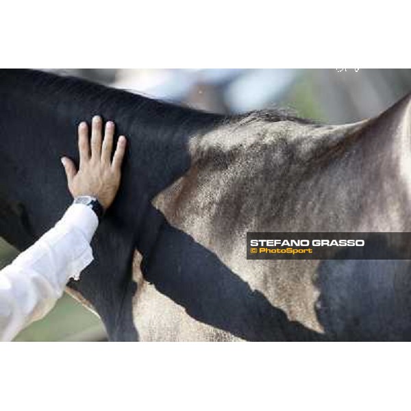 Anact - Selected trotting Yearlings Sale Settimo Milanese (MI) - 17-18th oct.2011 ph.Stefano Grasso