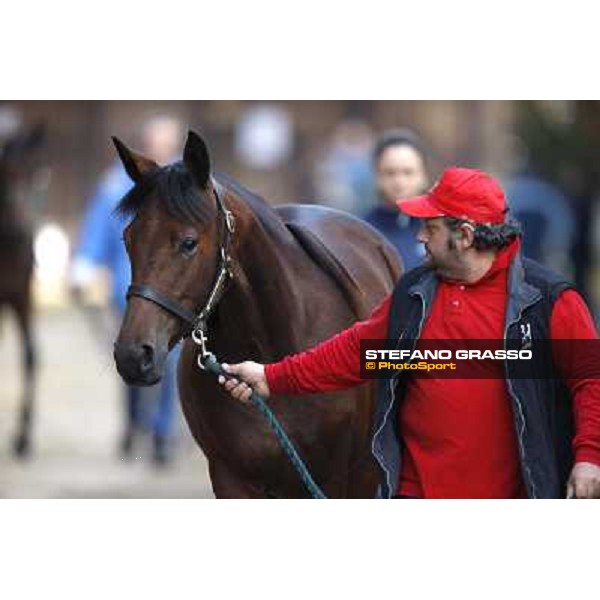 Anact - Selected trotting Yearlings Sale Settimo Milanese (MI) - 17-18th oct.2011 ph.Stefano Grasso