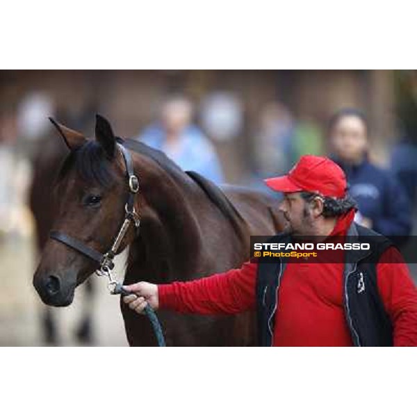 Anact - Selected trotting Yearlings Sale Settimo Milanese (MI) - 17-18th oct.2011 ph.Stefano Grasso