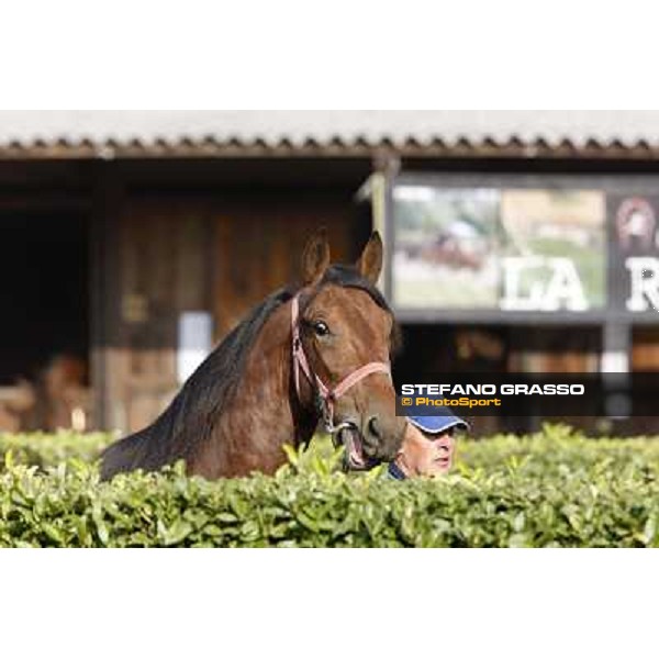 Anact - Selected trotting Yearlings Sale Settimo Milanese (MI) - 17-18th oct.2011 ph.Stefano Grasso