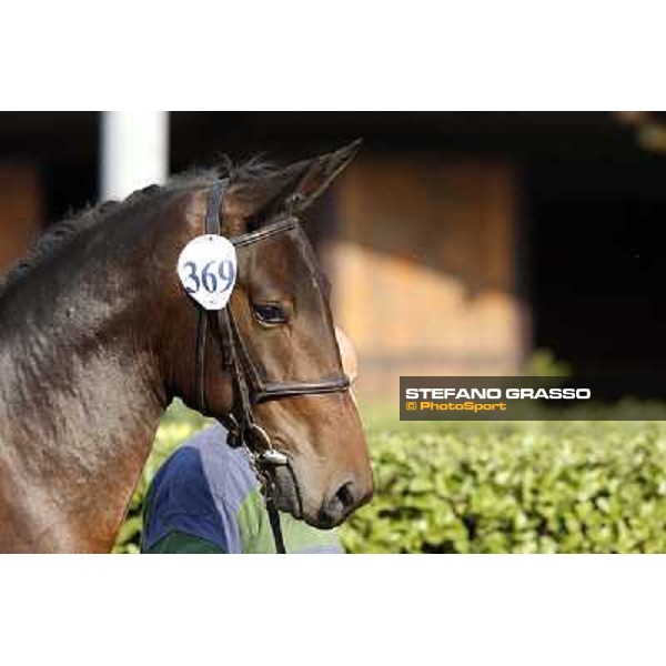 Anact - Selected trotting Yearlings Sale Settimo Milanese (MI) - 17-18th oct.2011 ph.Stefano Grasso