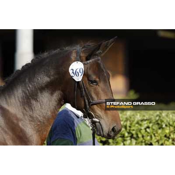 Anact - Selected trotting Yearlings Sale Settimo Milanese (MI) - 17-18th oct.2011 ph.Stefano Grasso