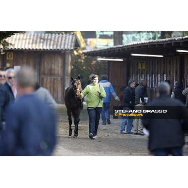 Anact - Selected trotting Yearlings Sale Settimo Milanese (MI) - 17-18th oct.2011 ph.Stefano Grasso