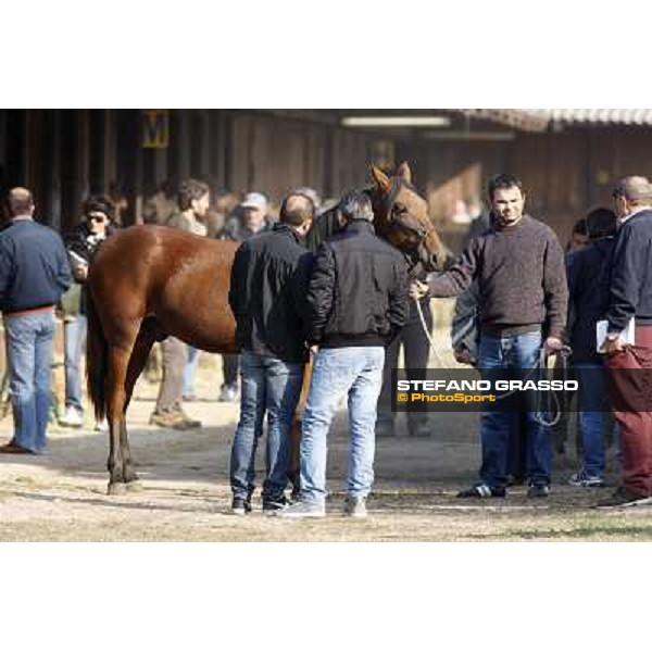 Anact - Selected trotting Yearlings Sale Settimo Milanese (MI) - 17-18th oct.2011 ph.Stefano Grasso
