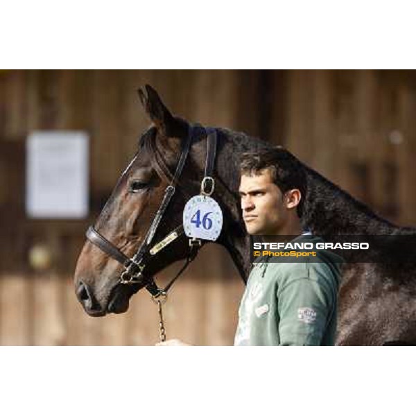 Anact - Selected trotting Yearlings Sale Settimo Milanese (MI) - 17-18th oct.2011 ph.Stefano Grasso