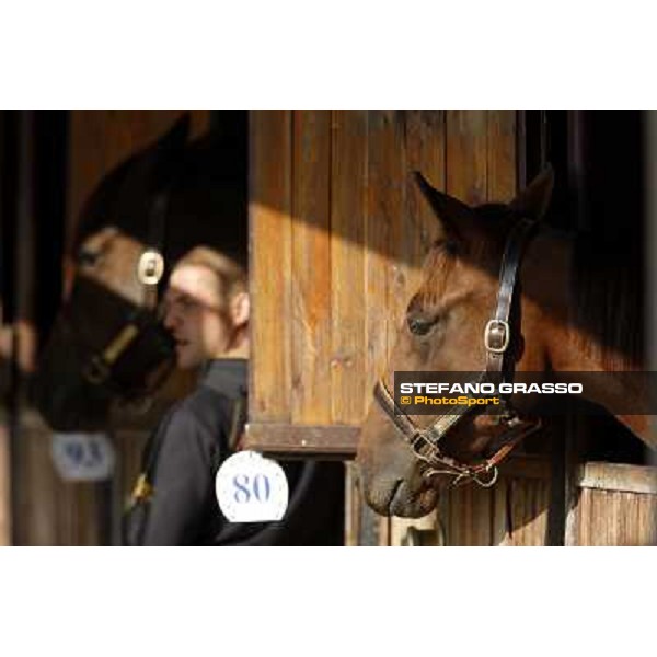 Anact - Selected trotting Yearlings Sale Settimo Milanese (MI) - 17-18th oct.2011 ph.Stefano Grasso