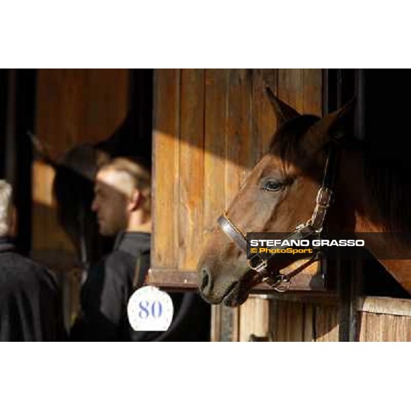 Anact - Selected trotting Yearlings Sale Settimo Milanese (MI) - 17-18th oct.2011 ph.Stefano Grasso