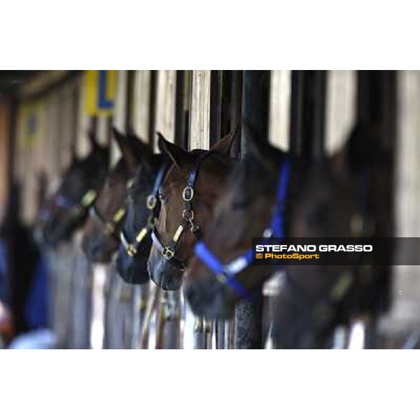 Anact - Selected trotting Yearlings Sale Settimo Milanese (MI) - 17-18th oct.2011 ph.Stefano Grasso