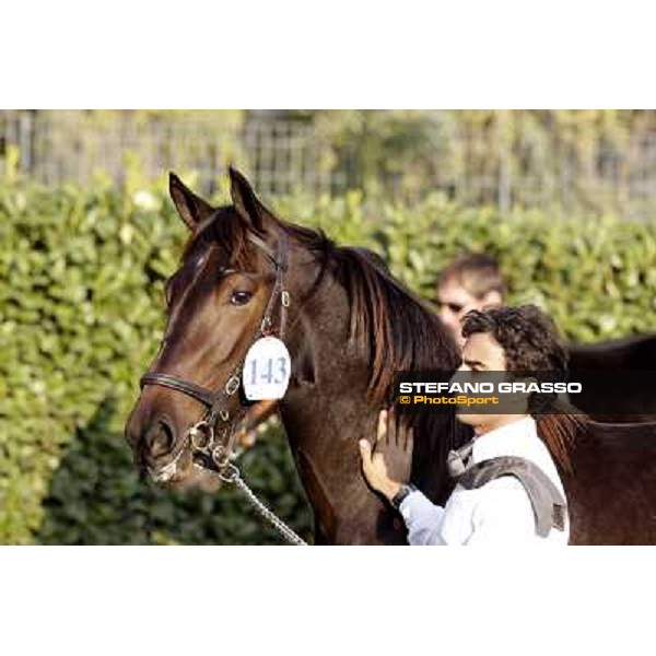 Anact - Selected trotting Yearlings Sale Settimo Milanese (MI) - 17-18th oct.2011 ph.Stefano Grasso