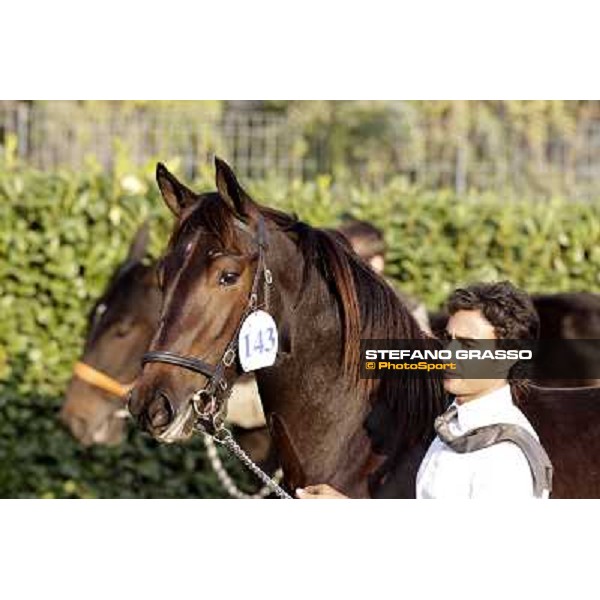 Anact - Selected trotting Yearlings Sale Settimo Milanese (MI) - 17-18th oct.2011 ph.Stefano Grasso