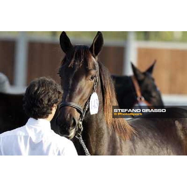 Anact - Selected trotting Yearlings Sale Settimo Milanese (MI) - 17-18th oct.2011 ph.Stefano Grasso