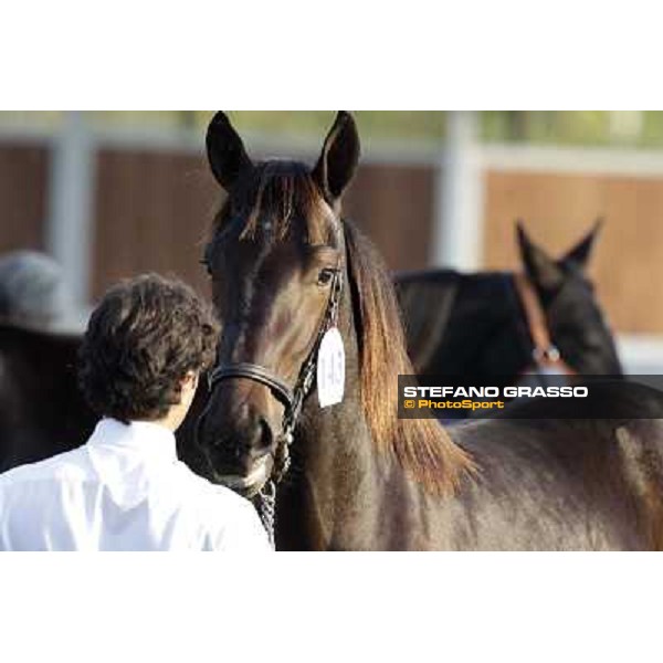 Anact - Selected trotting Yearlings Sale Settimo Milanese (MI) - 17-18th oct.2011 ph.Stefano Grasso