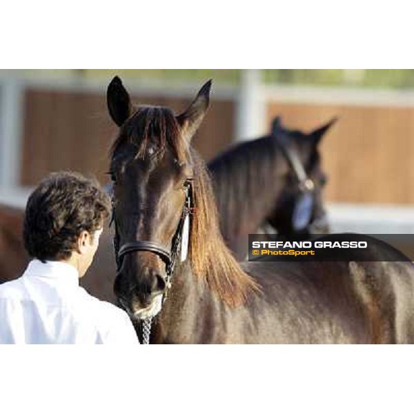 Anact - Selected trotting Yearlings Sale Settimo Milanese (MI) - 17-18th oct.2011 ph.Stefano Grasso