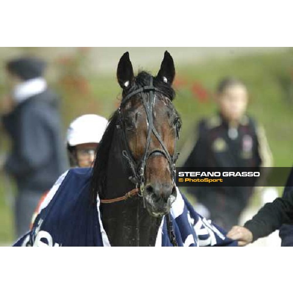 Perkins Grif winner of the Gran Criterium - Mem.Biondi Milan - San Siro trotting racecourse 13th nov.2011 ph.Stefano Grasso